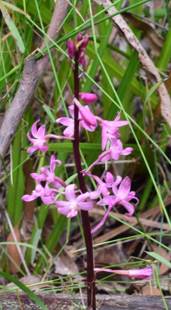 Lyrebird Walk 2202 - Rose Hyacinth