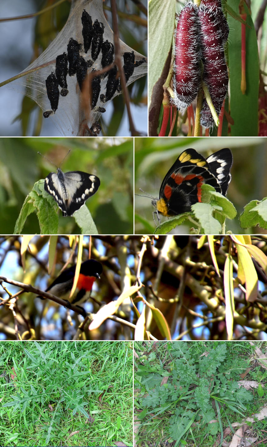 Pollinators (butterfly), Mistletoebird and weeds