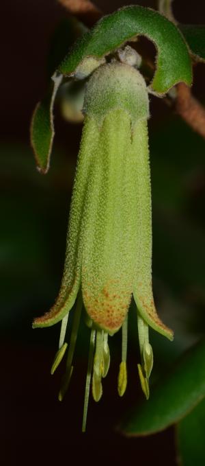 Correa Flower