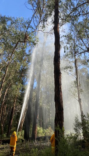 Firefighters Extinguishing Tall Tree