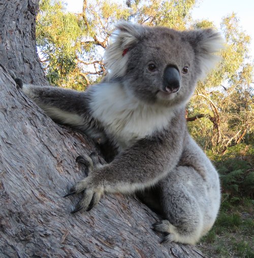 Koala sitting on the side of a tree