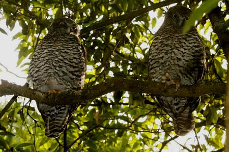 Powerful owls perched on branch under foliage