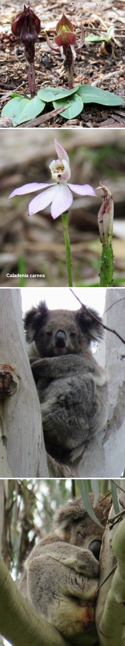 Orchids and Koalas - montage