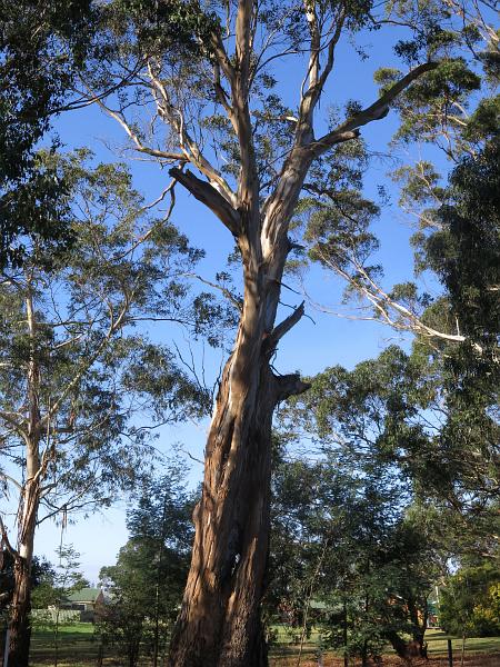 Old Gum with many stumps of broken branches