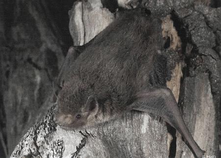 Little forest bat on tree trunk
