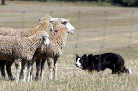 Sheepdog working sheep