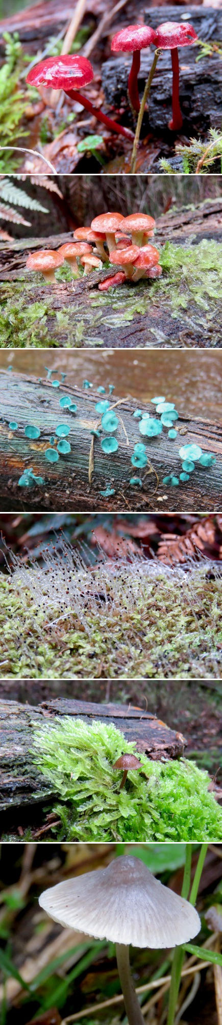 Various fungi found in the park