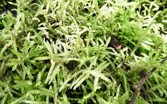 Moss bed