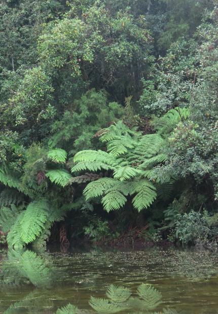 Dam with lush foliage on the bank