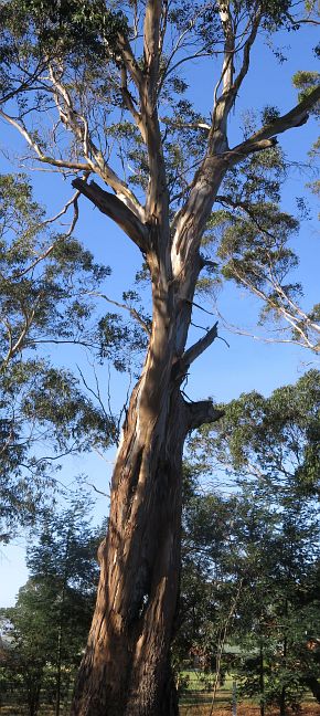 Old strzelecki gum with broken branches that form hollows