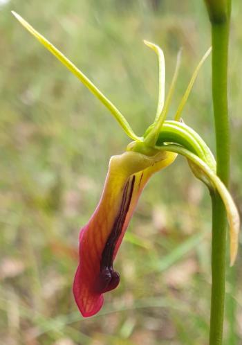 Lyrebird Walk 2202 - Large Tongue Orchid