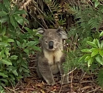 Koala hiding in bushes on the ground