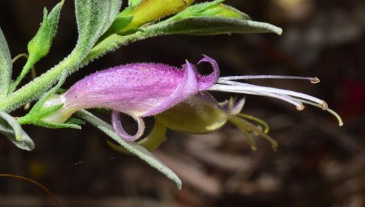 201808 Plants - Eremophila ‘Augusta Storm’
