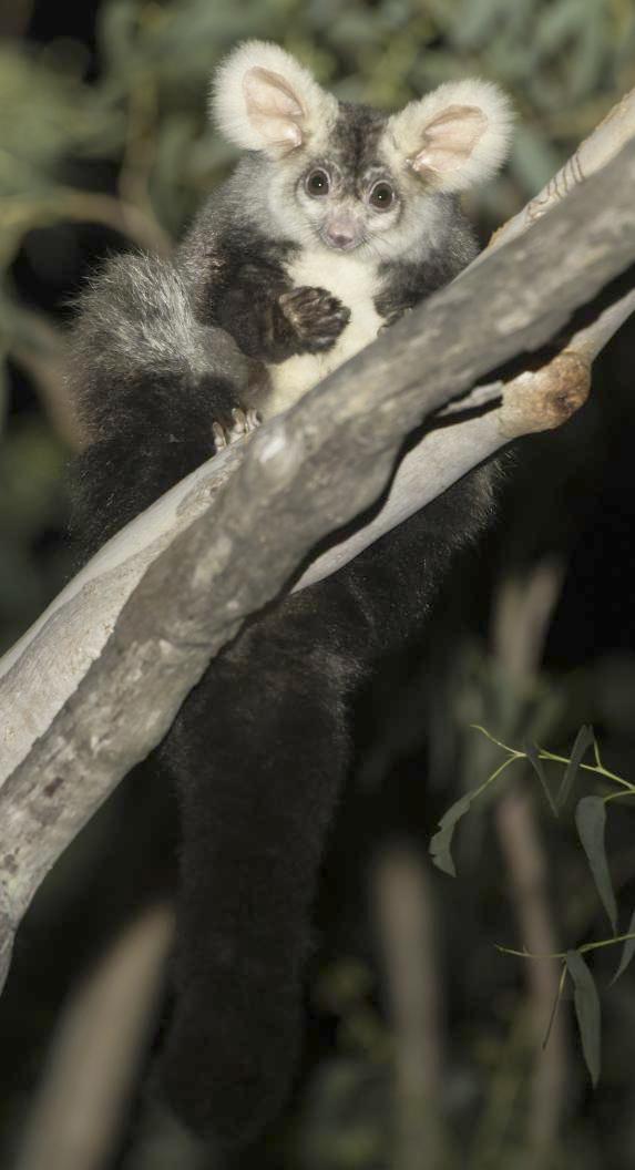 Greater Glider (sitting on branch with tail hanging down)