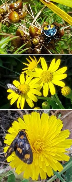 Pollinators - a beetle, a hover fly and a moth.