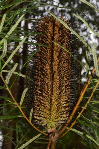 Lyrebird Walk 2202 - Hairpin Banksia