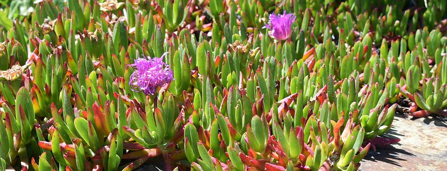 Close up of pigface bed - purple flowers, succulent leaves